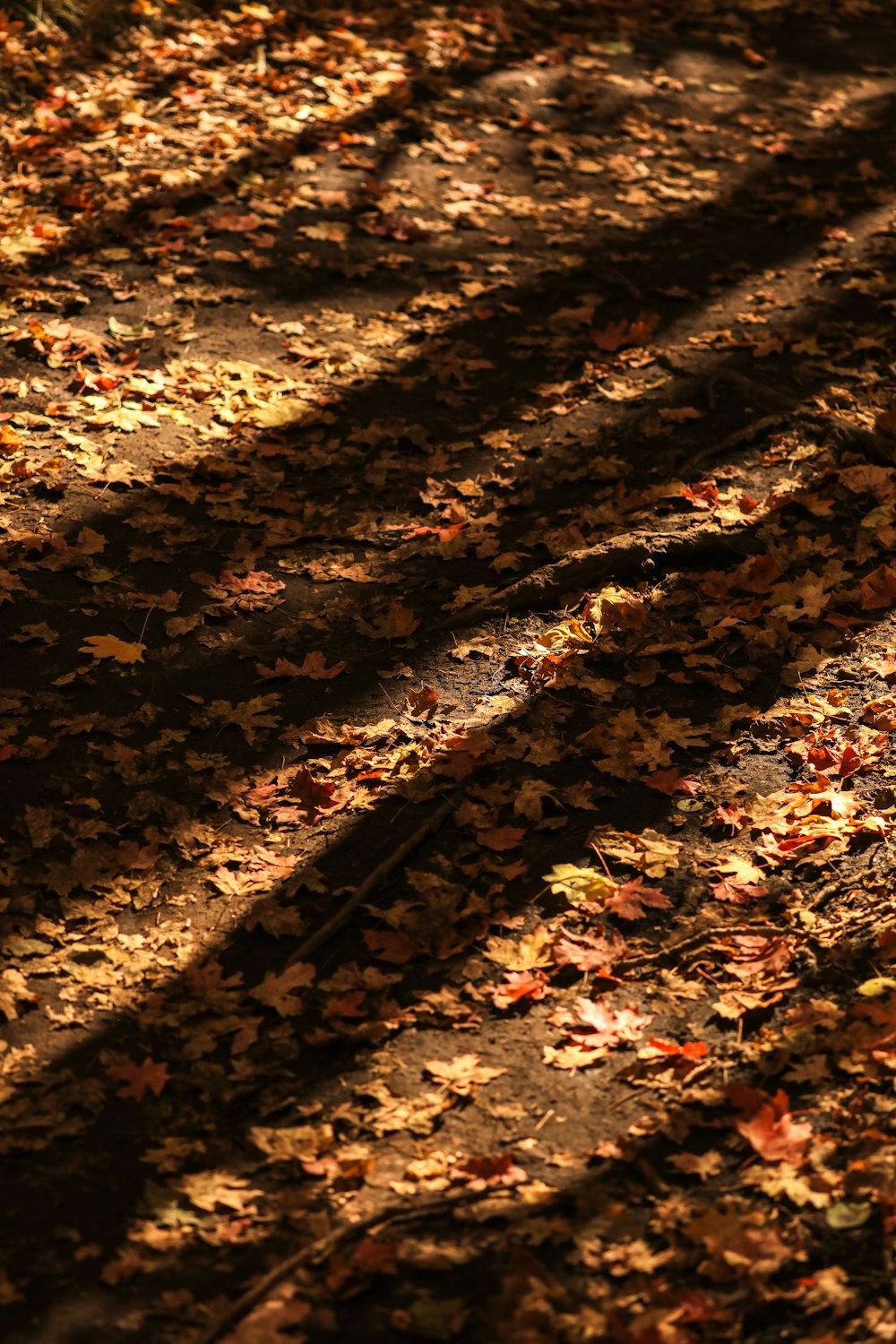 土の上の乾燥した葉の写真