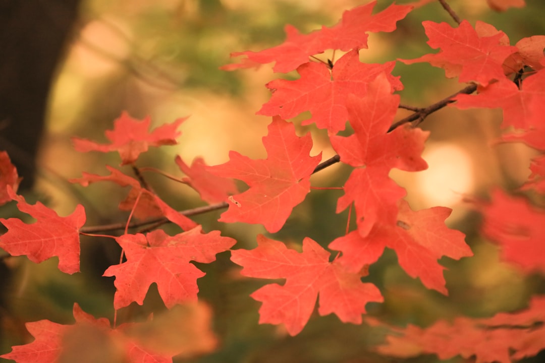 orange maple leaves close-up photography