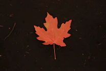 photo of orange maple leaf