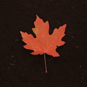 photo of orange maple leaf