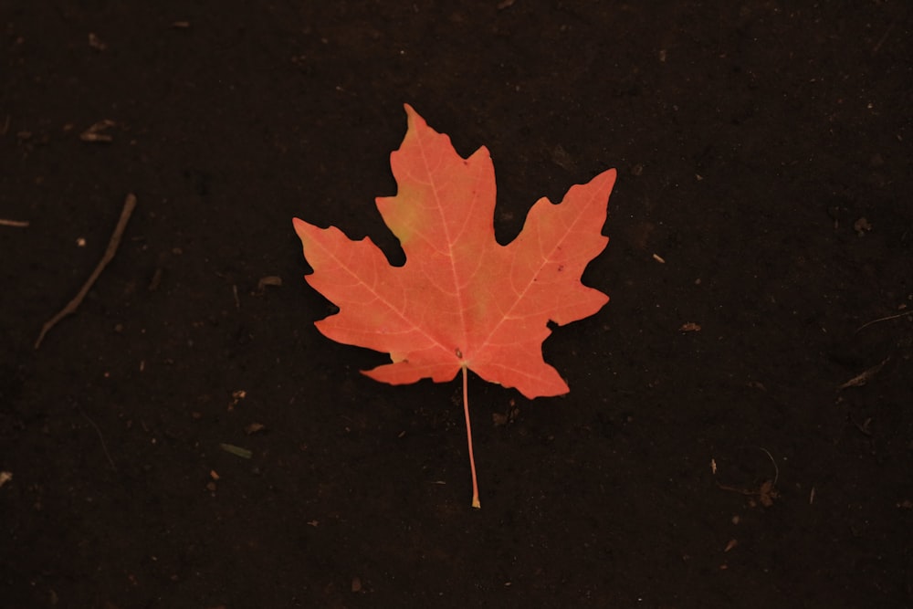 photo of orange maple leaf