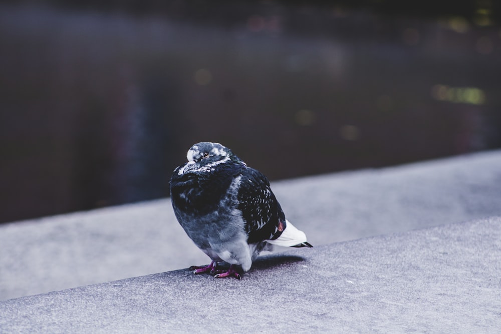 black feather bird