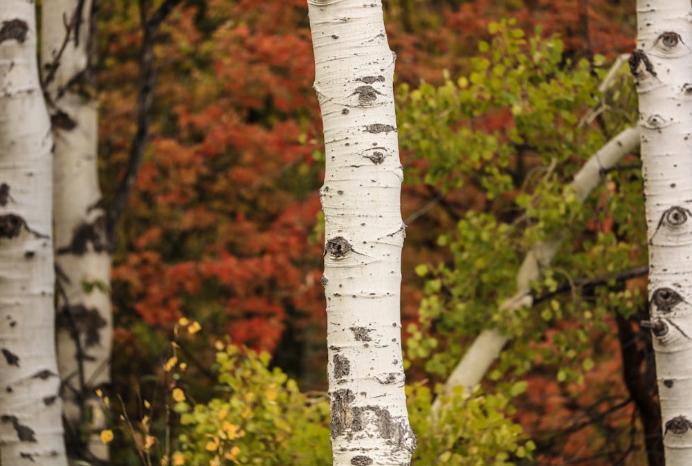 brown tree trunk with red leaves