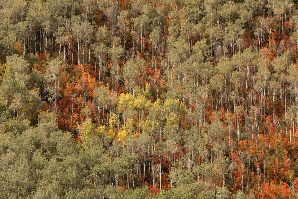 aerial view photography of trees