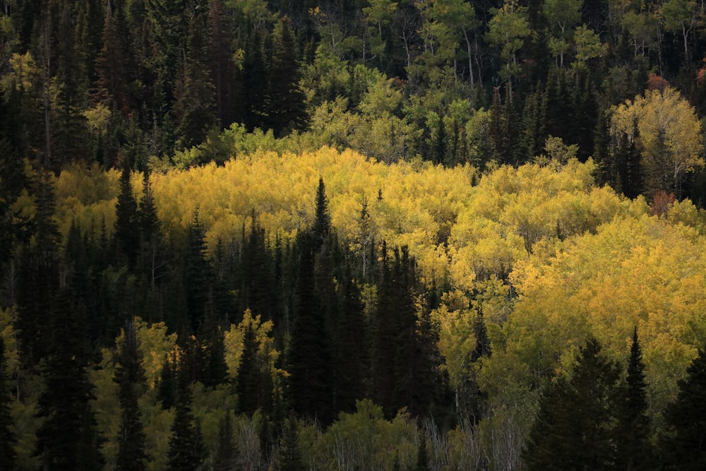 green and yellow trees during daytime