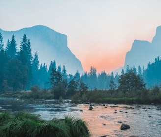 body of water surrounded by trees