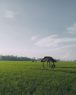 photo of brown hut on middle of rice fields
