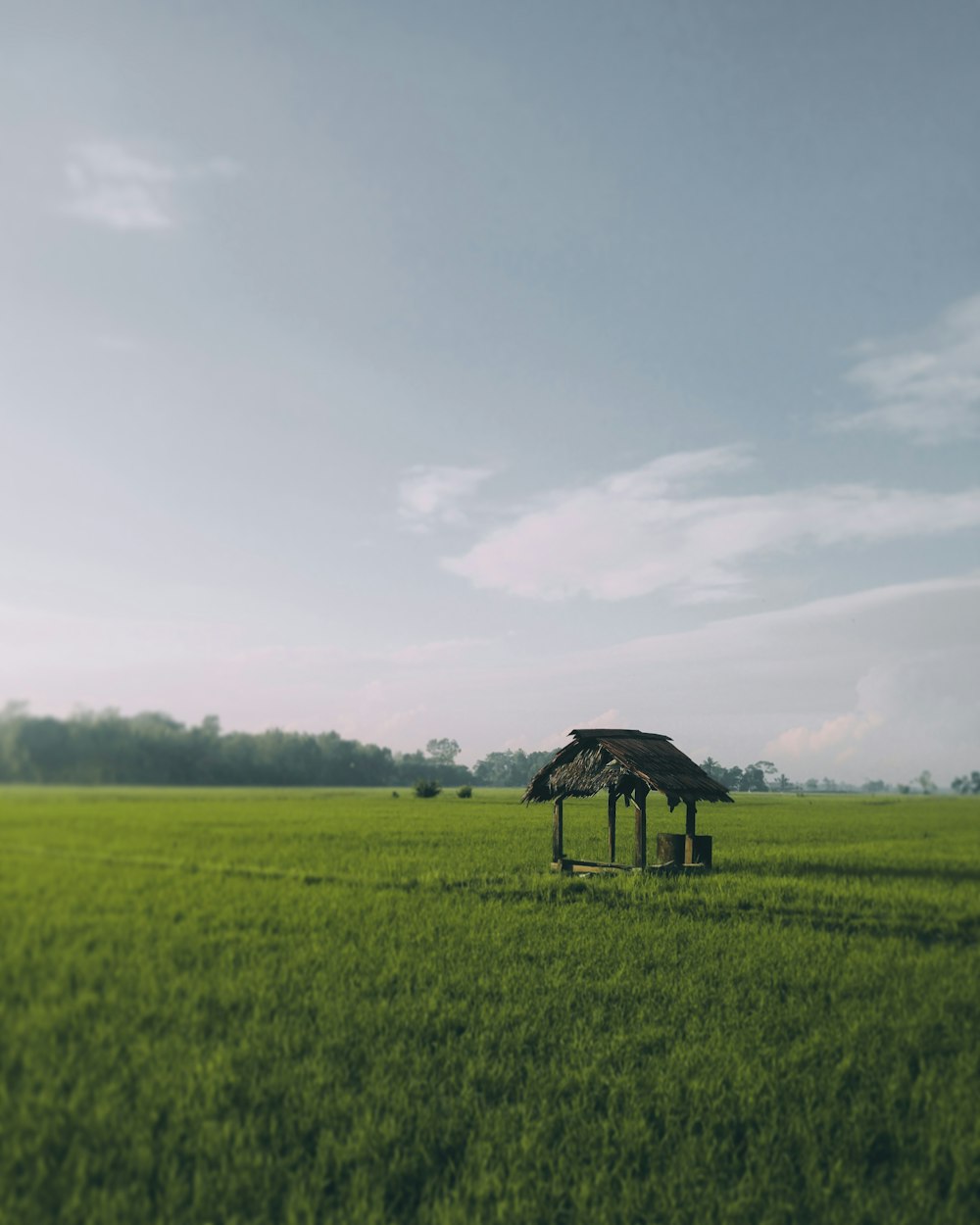 Foto de una cabaña marrón en medio de los campos de arroz