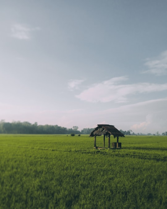 photo of brown hut on middle of rice fields in Bone-Bone Indonesia