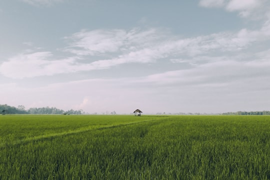 brown shed surrounded with green grass under white clouds during daytime in Bone-Bone Indonesia