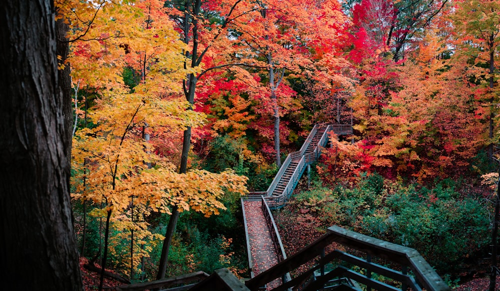 red and orange leafed trees photo