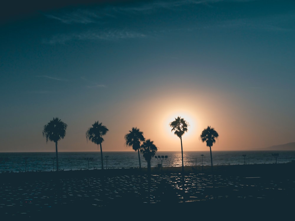 silhouette photography of trees