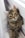 gray tabby kitten leaning on white wall