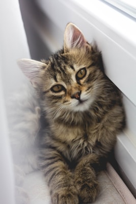 A fluffy tabby kitten with expressive eyes and pointed ears rests near a window, with its front paws visible and fur featuring shades of brown and black.