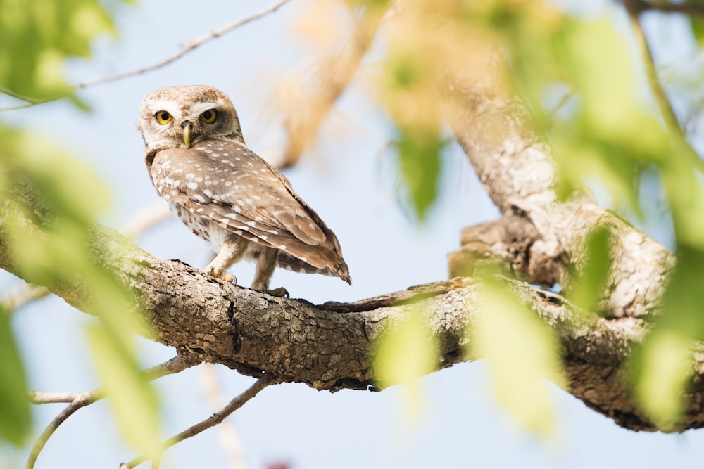 closeup photo of brown owl