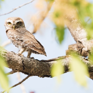 closeup photo of brown owl