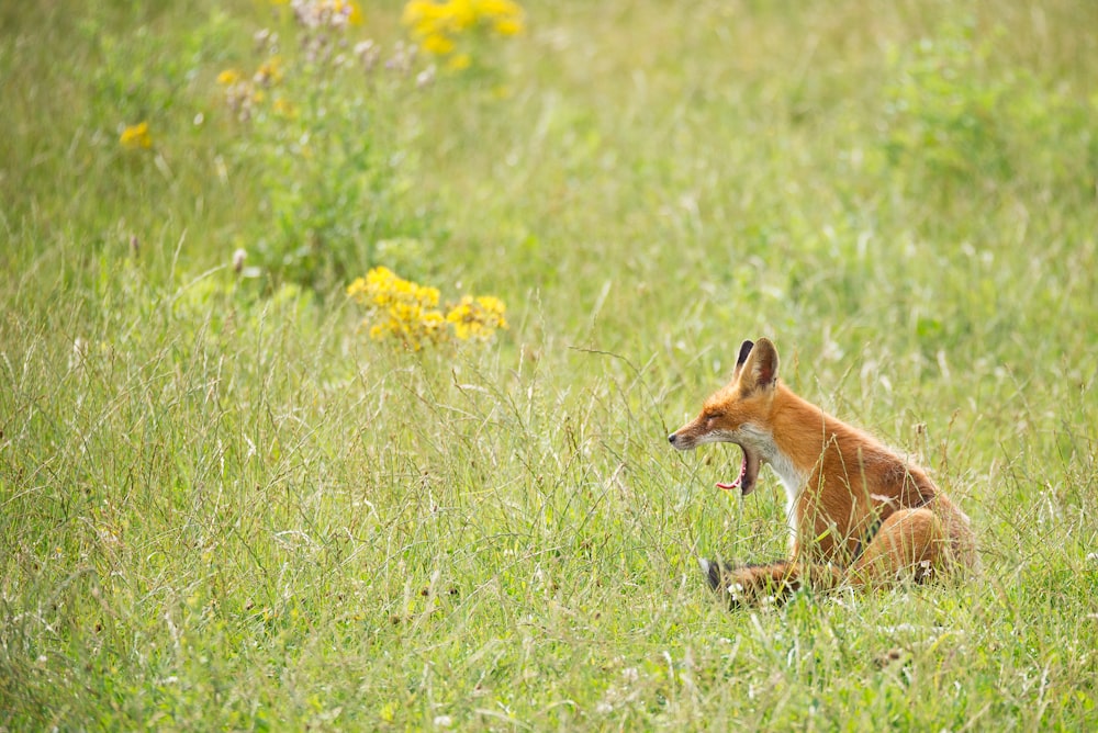 photo of yawning fox on grass