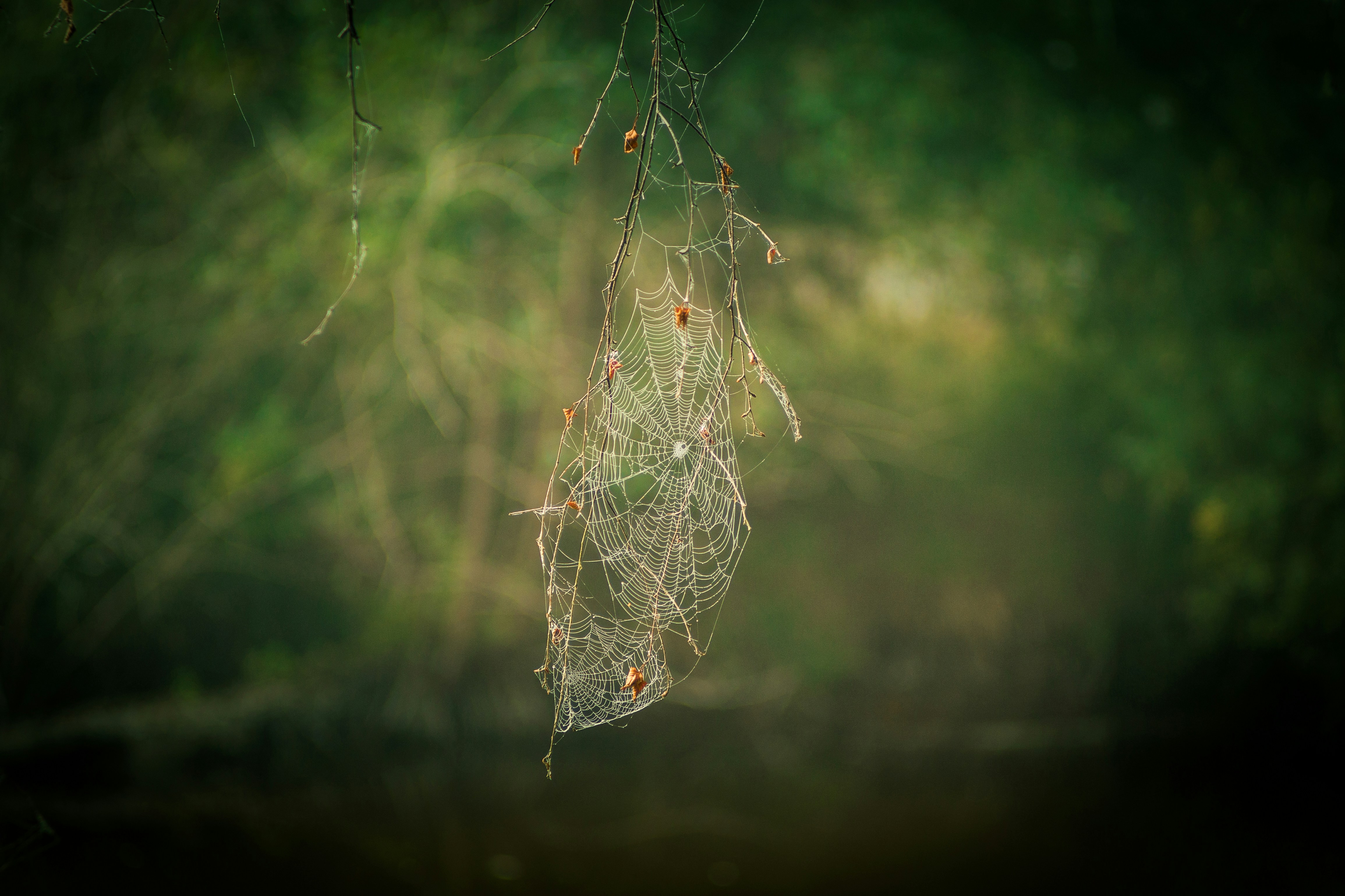 Ekoweb CMS: Dynamic Content Management and Advanced Features