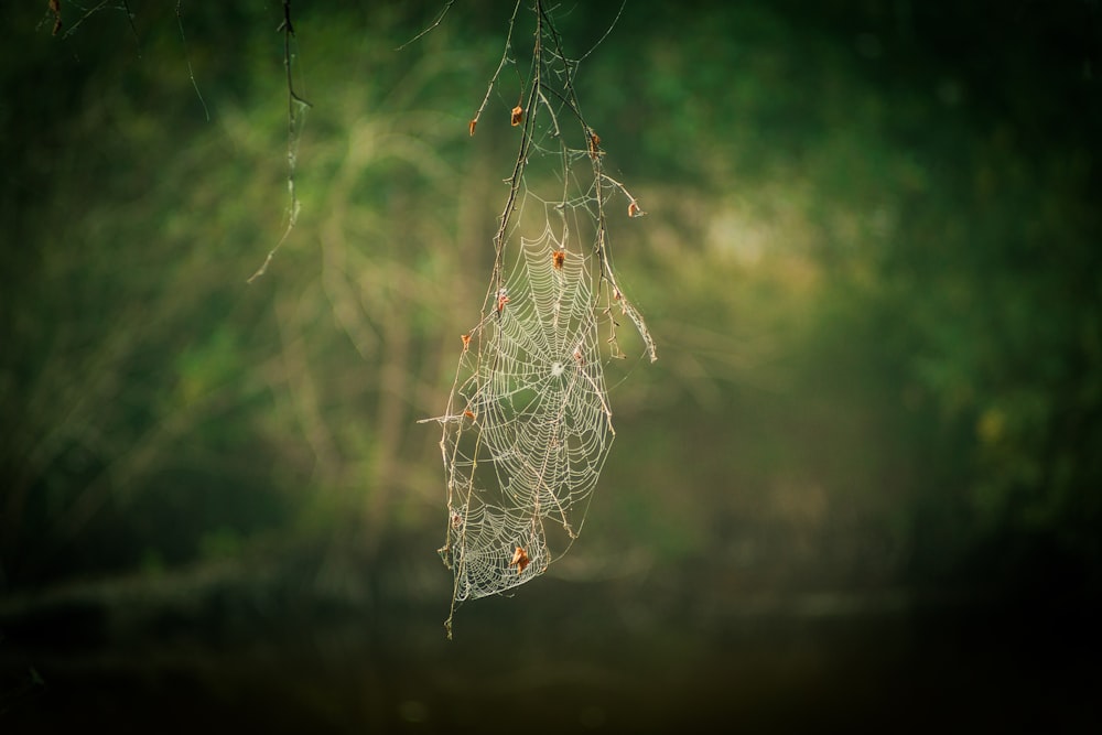 white spider web during daytime