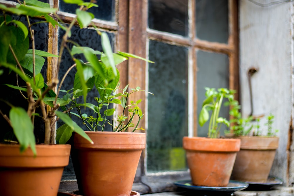 closeup photo of green leafed plants