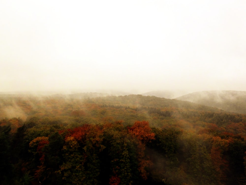 red petaled flower covered with fog