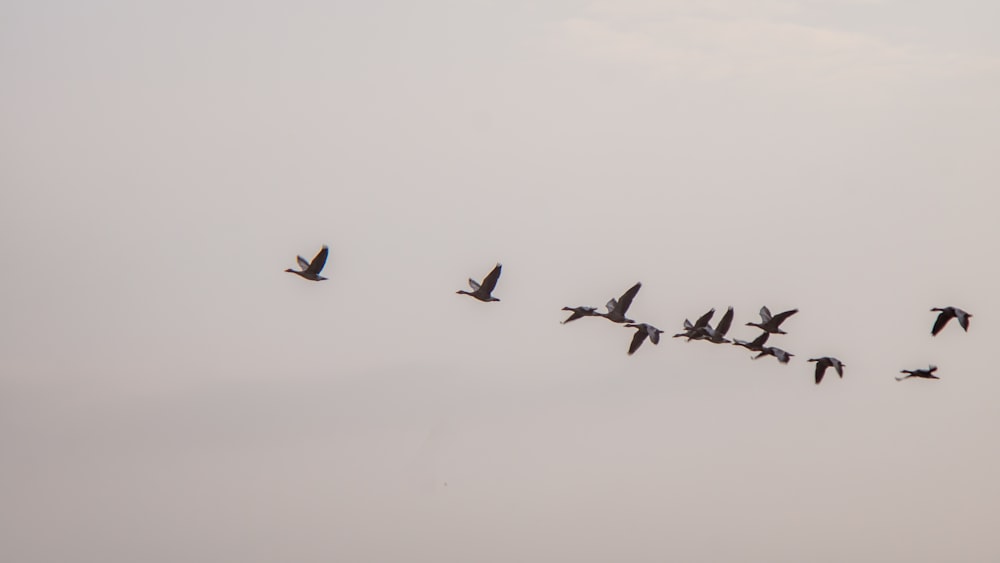 flock of birds flying