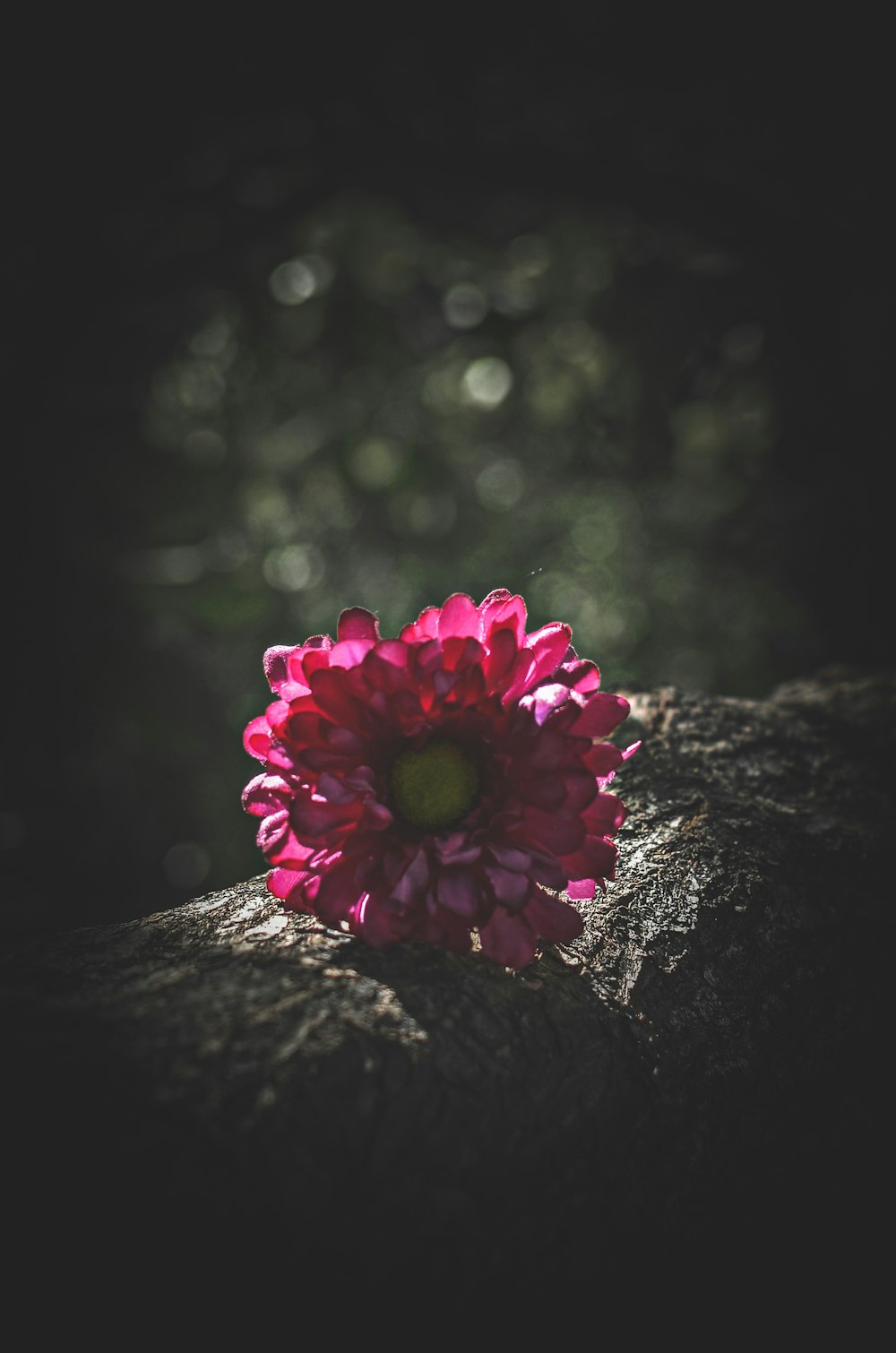 pink flower