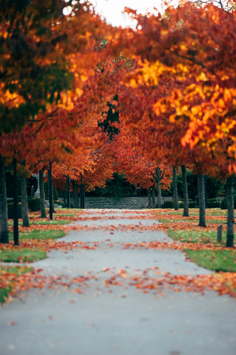 gray pathway between maple treesline during daytime