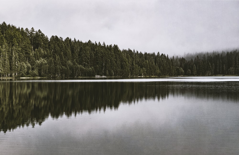 body of water with trees on side