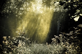sunlight passing through waterfalls in forest