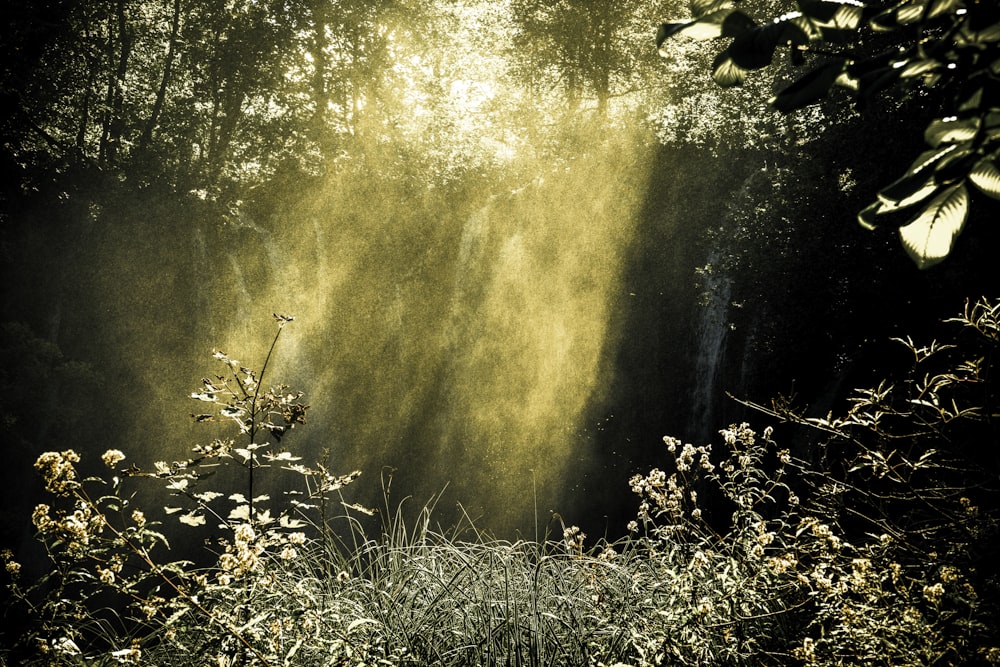 sunlight passing through waterfalls in forest