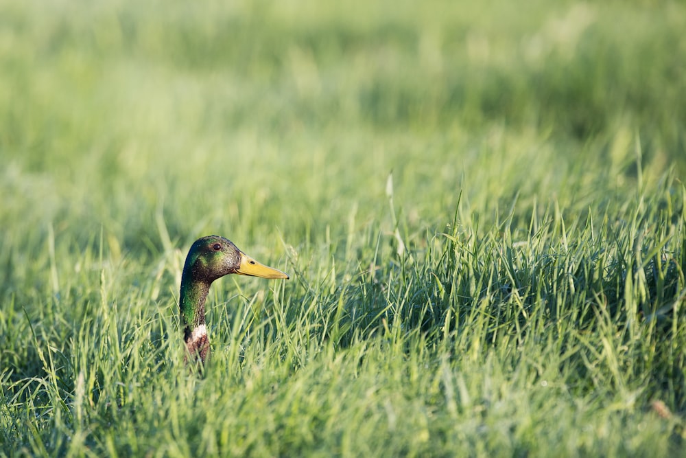 male mallard duck on grasses