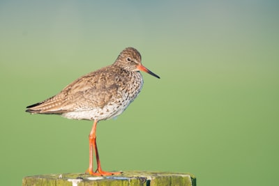 closeup photo of brown and gray bird on wood