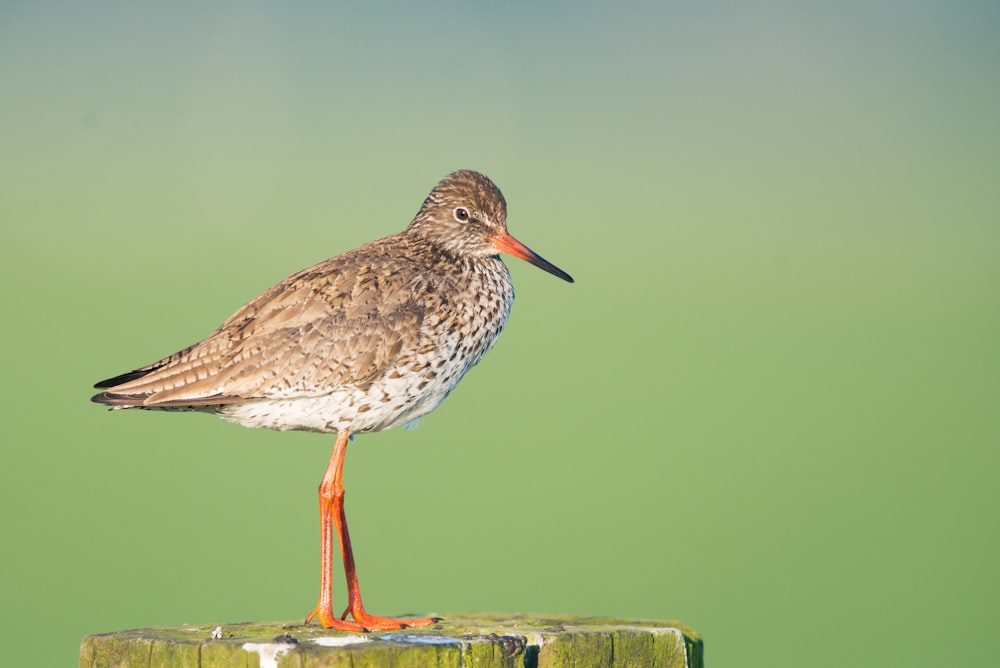 closeup photo of brown and gray bird on wood