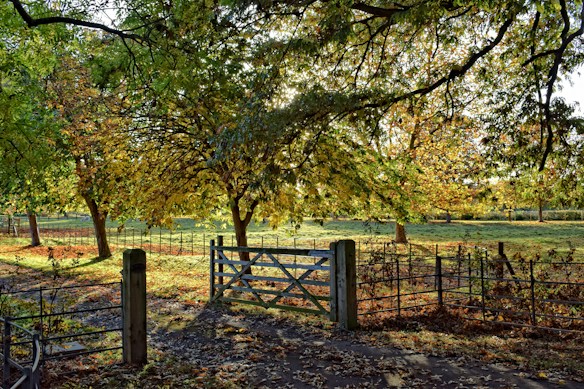 A serene rural scene features a wooden gate leading into a sunlit field. Trees with lush green and yellow foliage are scattered throughout, and their branches create a natural canopy. The ground is covered in a mix of grass and fallen leaves, with sunlight filtering through the leaves, casting dappled shadows.