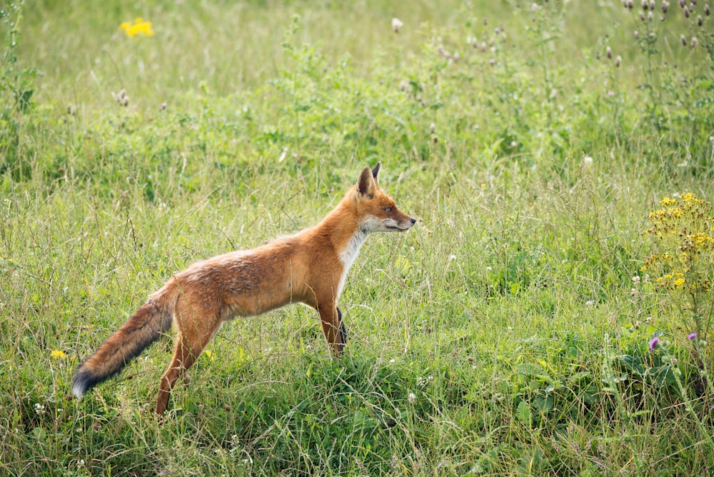 fox on grass field