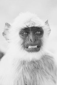 grayscale photo of primate