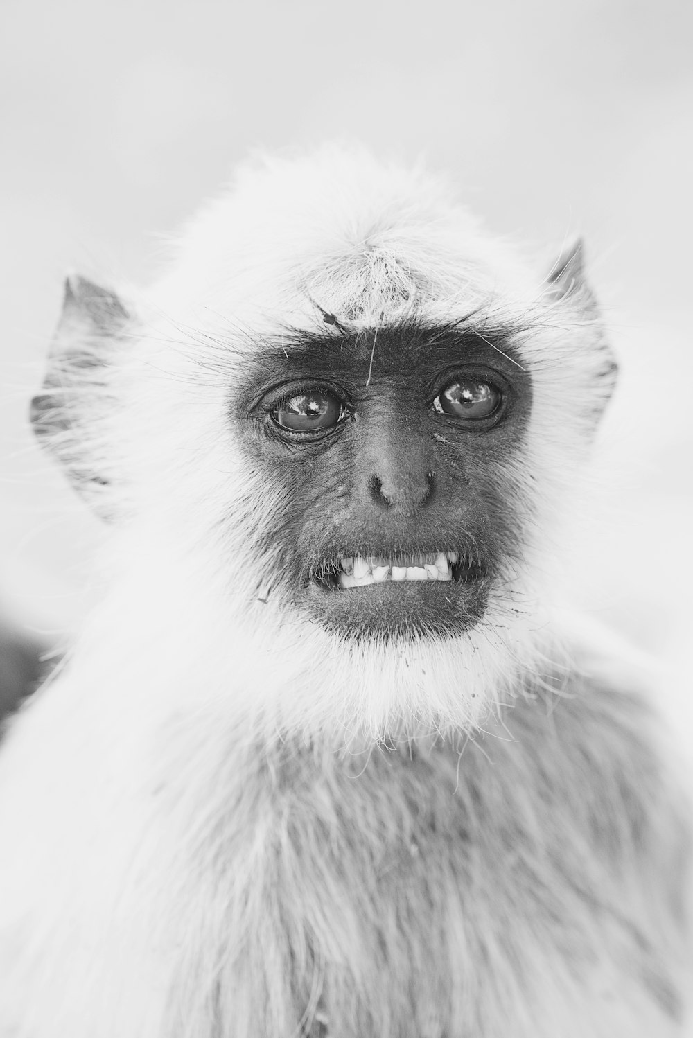 Photo en niveaux de gris d’un primate