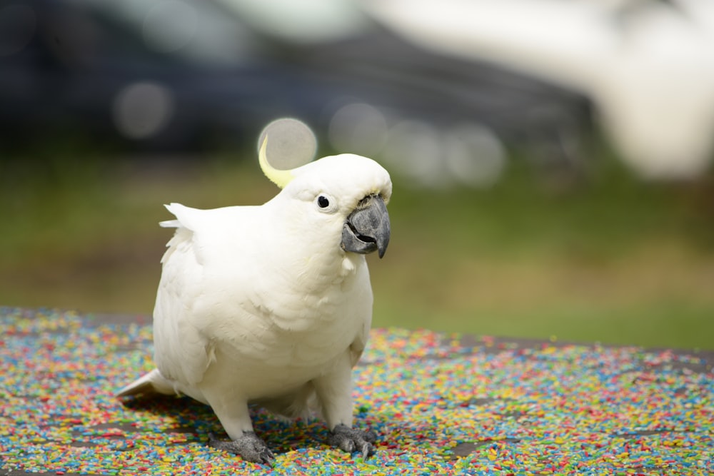 white and yellow cockatiel