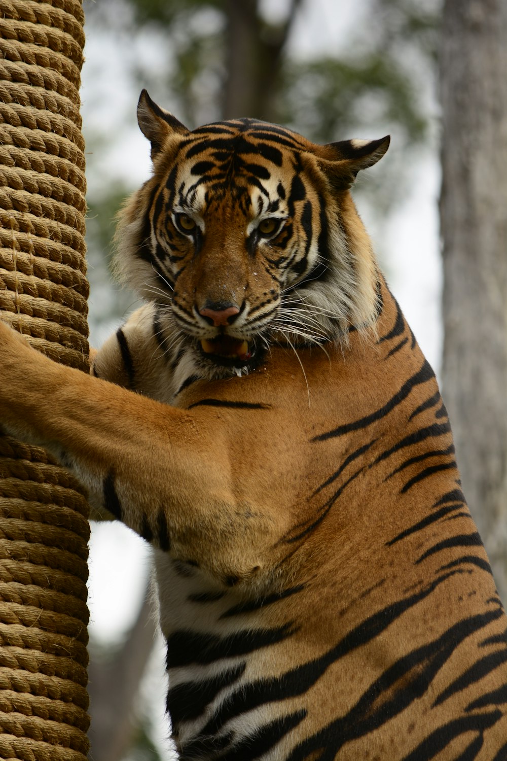 fotografia de closeup do tigre de bengala