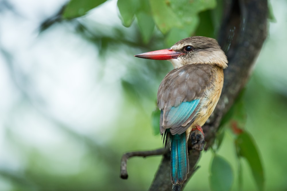 grey and blue bird