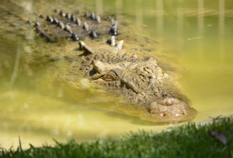 Donde ver cocodrilos en un viaje por australia