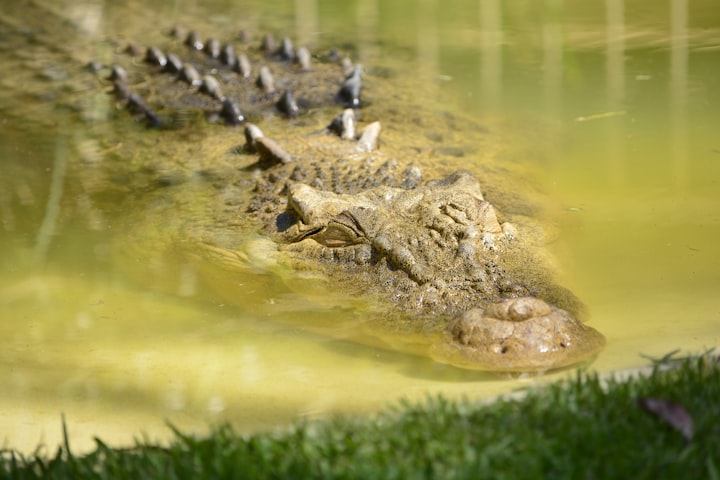 
Diving in murky Florida river, megalodon tooth hunter is attacked by alligator and water turns red