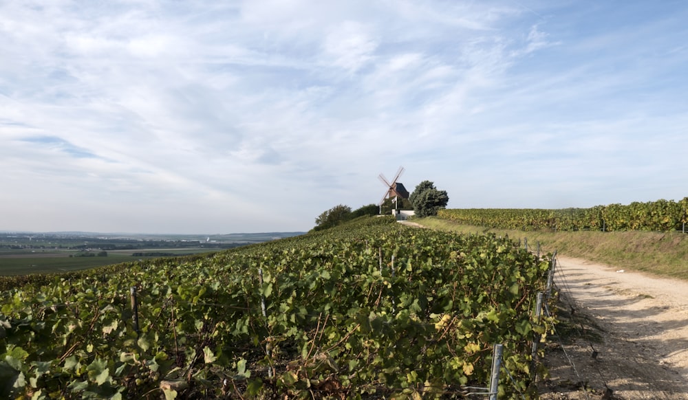 Molino de viento marrón y blanco rodeado de campo de hierba verde