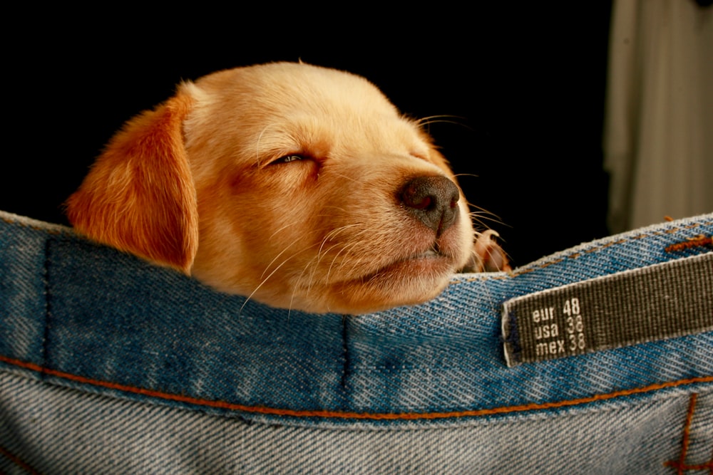 short-coated puppy on blue denim bottoms