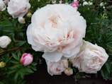 Large, blooming peony flowers with layers of pale pink petals. The lush flowers are surrounded by dark green foliage, with additional blooms and buds scattered throughout the background.