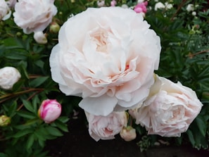Large, blooming peony flowers with layers of pale pink petals. The lush flowers are surrounded by dark green foliage, with additional blooms and buds scattered throughout the background.