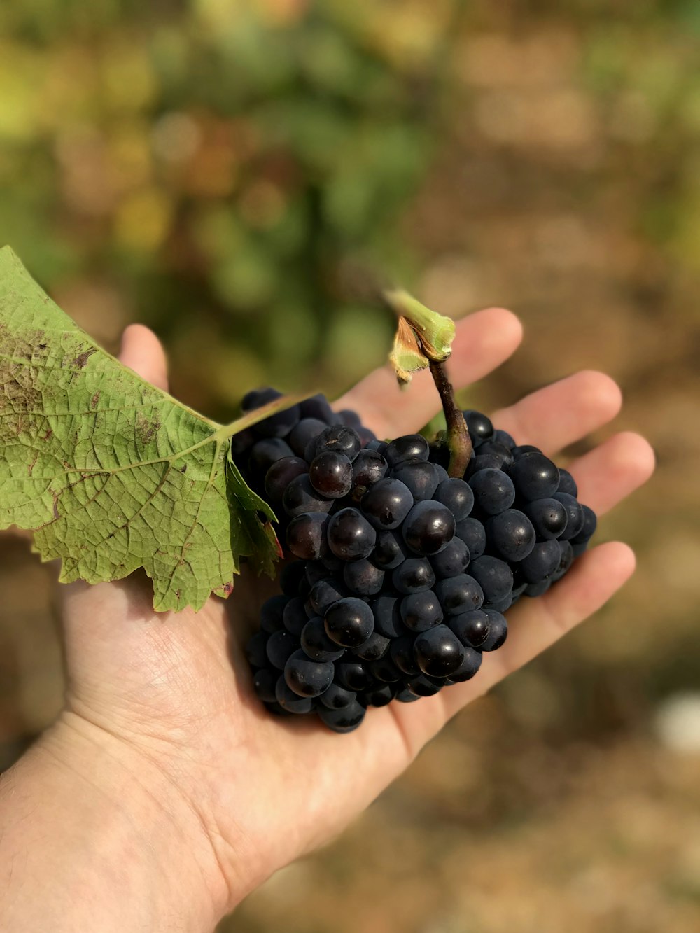 selective focus photography of person holding grapes