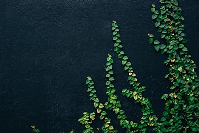 green leaf vines on black painted wall ivy google meet background