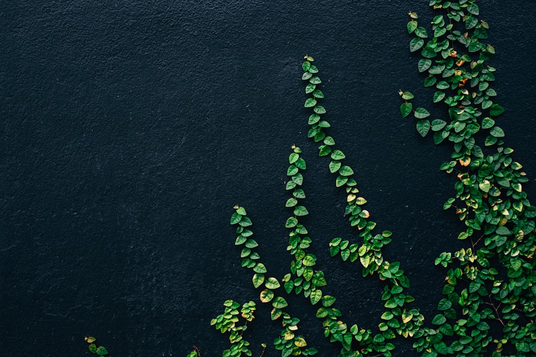 green leaf vines on black painted wall
